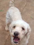 Branquinha