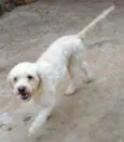 Branquinha