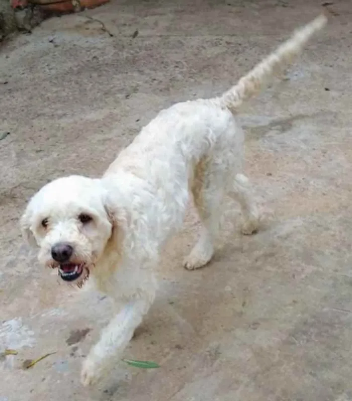 Cachorro ra a SRD idade 2 anos nome Branquinha