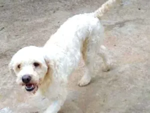 Cachorro raça SRD idade 2 anos nome Branquinha