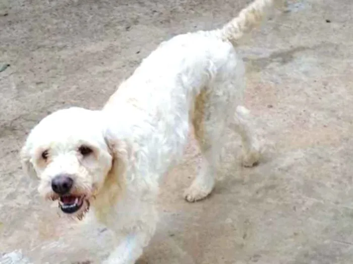 Cachorro ra a SRD idade 2 anos nome Branquinha
