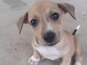Cachorro raça Sem raça definida idade Abaixo de 2 meses nome Sem nome
