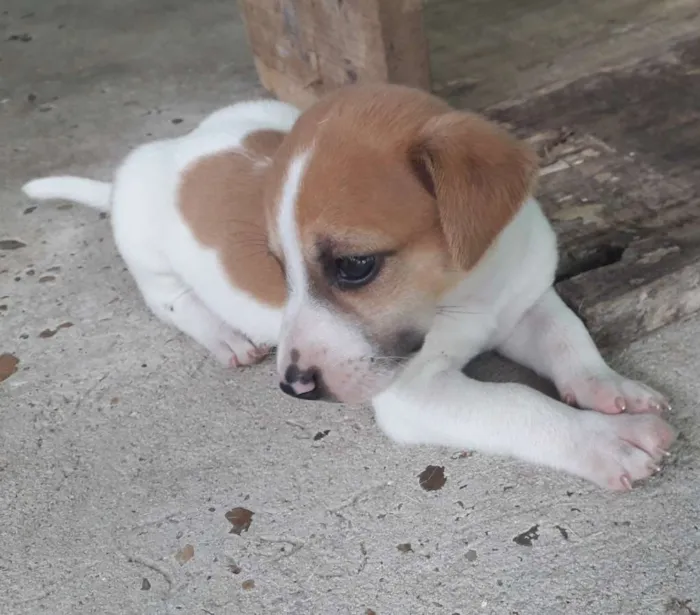 Cachorro raça Sem raça definida idade Abaixo de 2 meses nome Sem nome