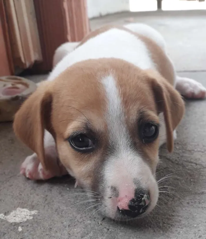 Cachorro raça Sem raça definida idade Abaixo de 2 meses nome Sem nome