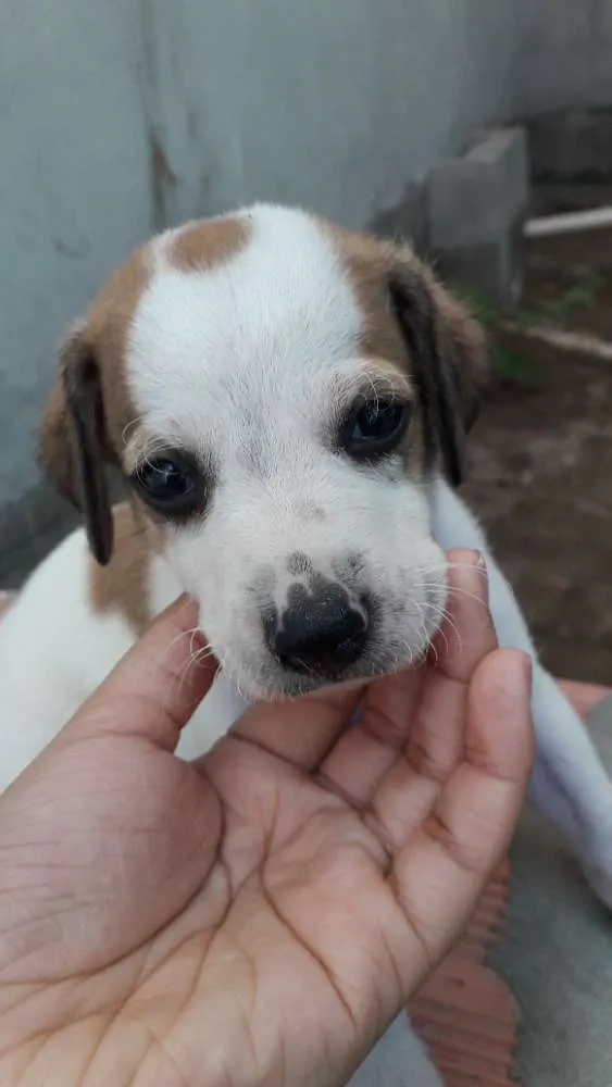 Cachorro raça SRD idade Abaixo de 2 meses nome SEM NOME