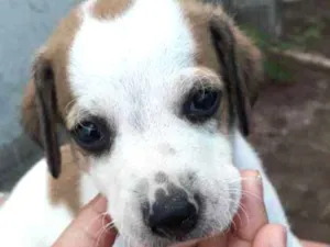 Cachorro raça SRD idade Abaixo de 2 meses nome SEM NOME