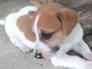 Cachorro raça Sem raça definida idade Abaixo de 2 meses nome Sem nome