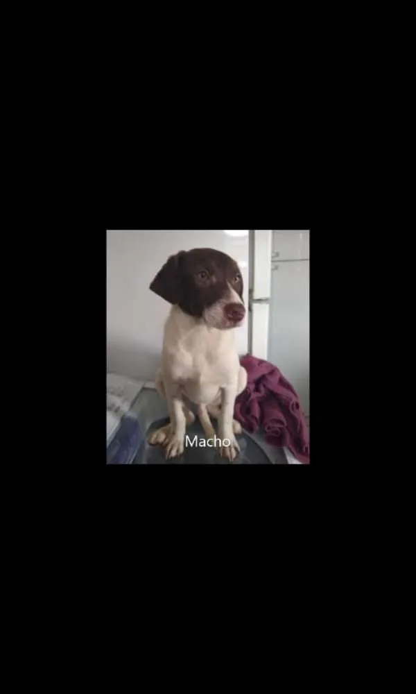 Cachorro ra a Sem raça definida idade 2 a 6 meses nome Dudu