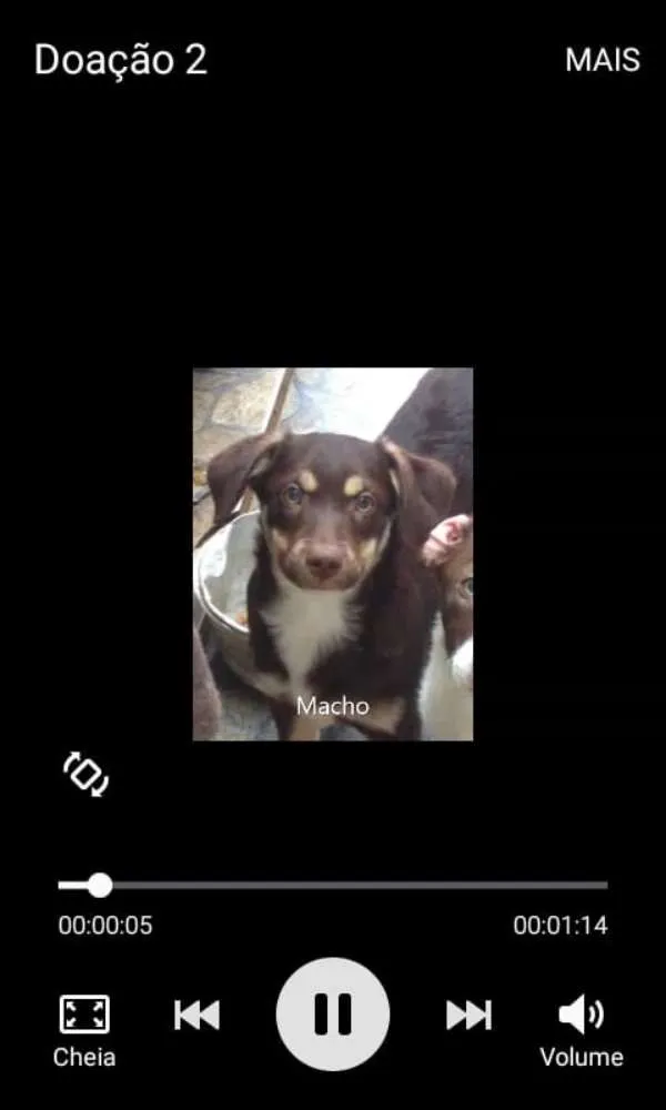Cachorro ra a Sem raça definida idade 2 a 6 meses nome Nico