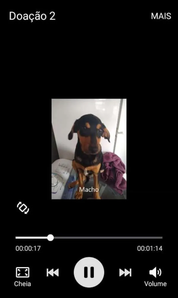 Cachorro ra a Sem raça definida idade 2 a 6 meses nome Boby