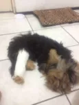 Kade