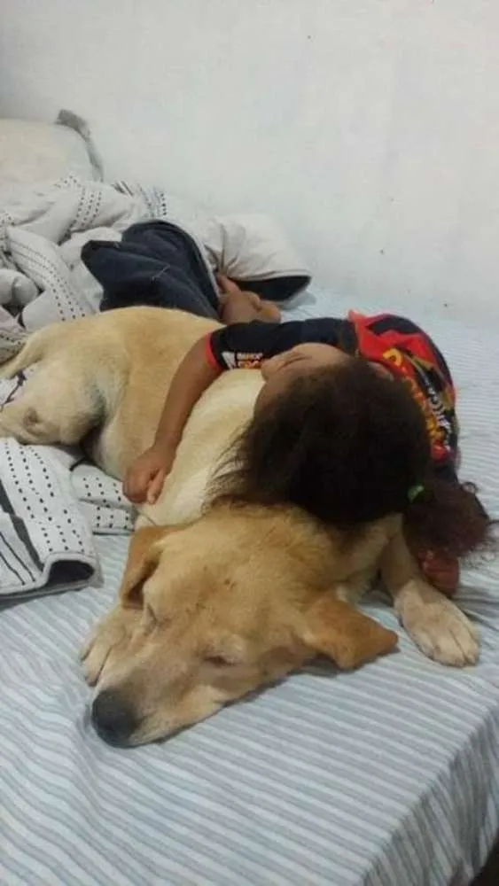Cachorro ra a Labrador idade 6 ou mais anos nome Safira