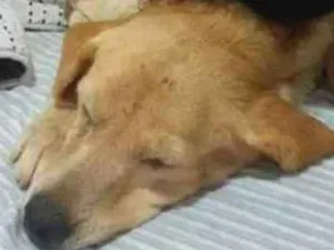 Cachorro raça Labrador idade 6 ou mais anos nome Safira