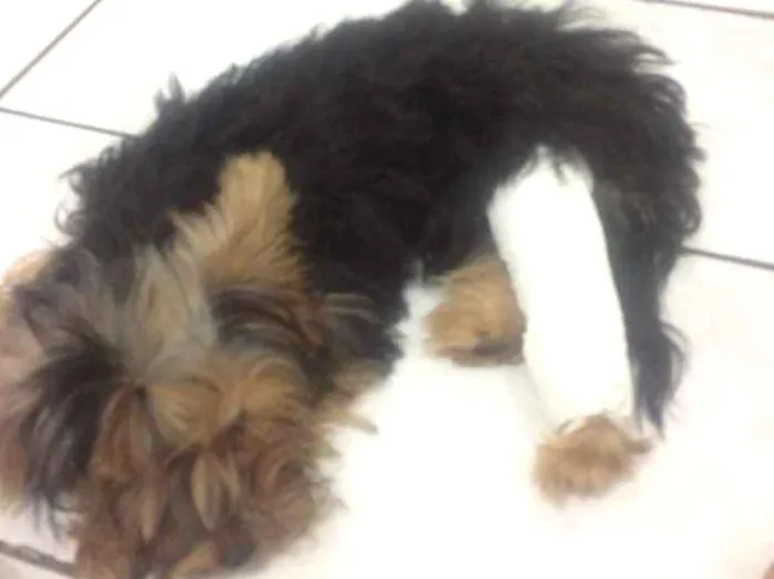 Cachorro ra a Yorkie Terrier  idade 2 a 6 meses nome Kade