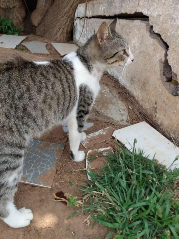 Gato raça Srd idade 7 a 11 meses nome Áquila