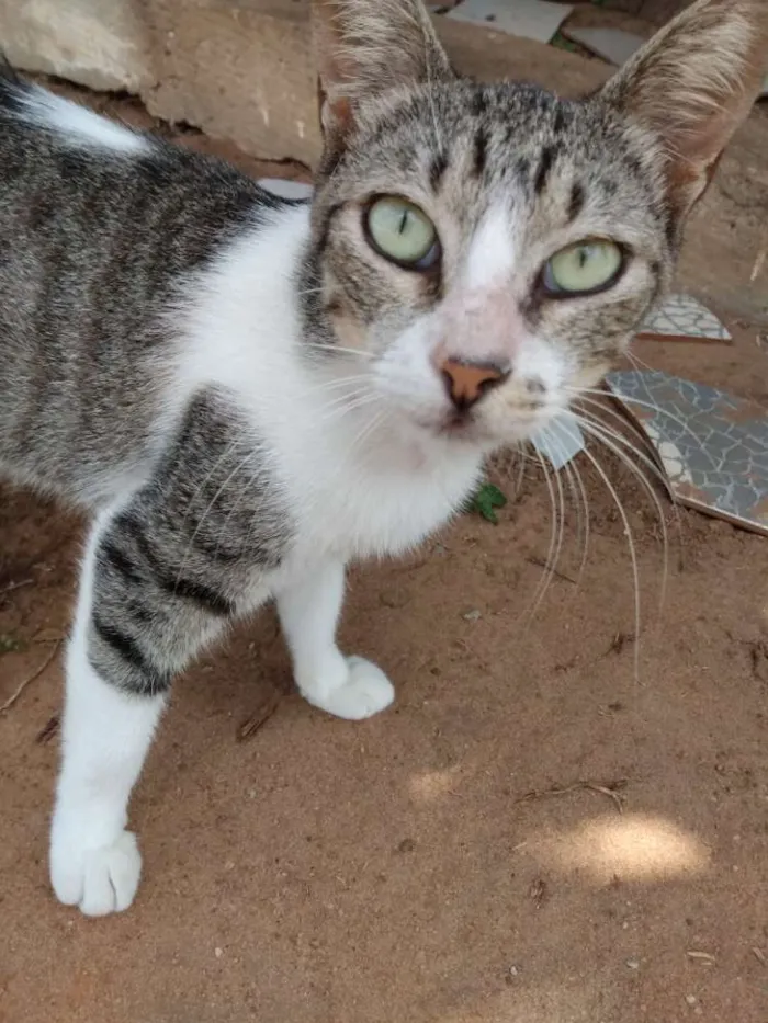 Gato raça Srd idade 7 a 11 meses nome Áquila