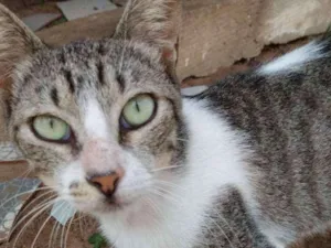 Gato raça Srd idade 7 a 11 meses nome Áquila