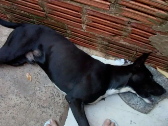 Cachorro ra a Vira lata idade 1 ano nome Tor,cerquinho e bobe