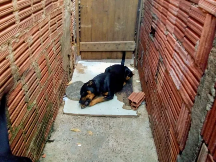 Cachorro ra a Vira lata idade 1 ano nome Tor,cerquinho e bobe