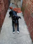 Tor,cerquinho e bobe