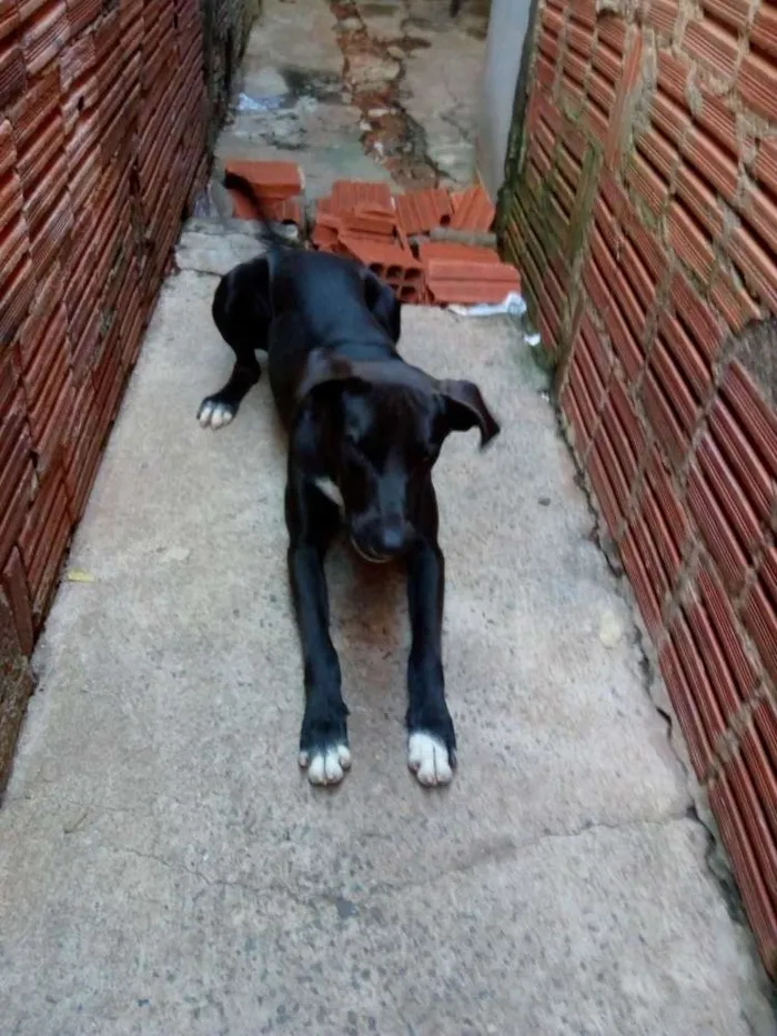 Cachorro ra a Vira lata idade 1 ano nome Tor,cerquinho e bobe