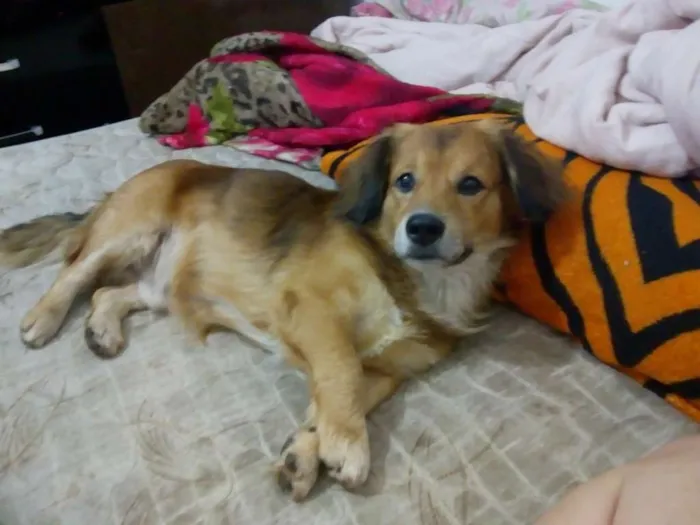 Cachorro ra a Vira lata idade 1 ano nome Tor,cerquinho e bobe
