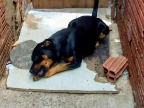 Cachorro ra a Vira lata idade 1 ano nome Tor,cerquinho e bobe