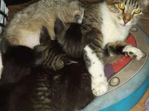 Gato raça SRD idade 2 a 6 meses nome Sem nome