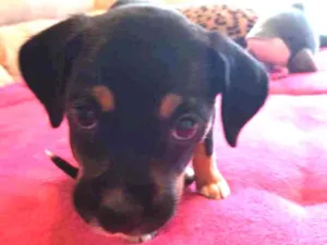 Cachorro raça Srd idade 2 a 6 meses nome Kiara