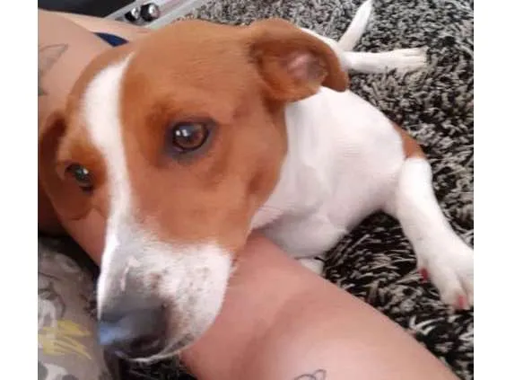 Cachorro ra a  idade 2 anos nome Babi