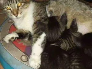 Gato raça SRD idade 2 a 6 meses nome Sem nome
