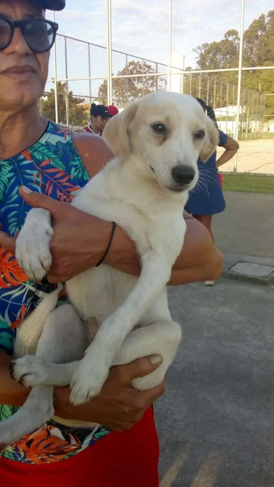 Cachorro ra a Indefinida idade 2 a 6 meses nome luna