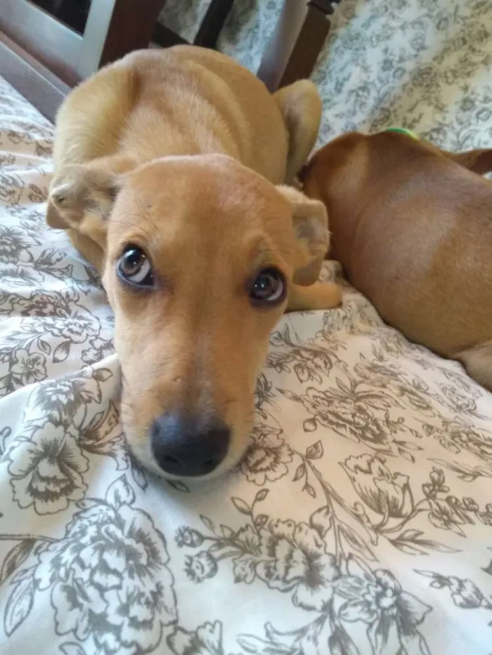 Cachorro raça SRD idade 2 a 6 meses nome Serena