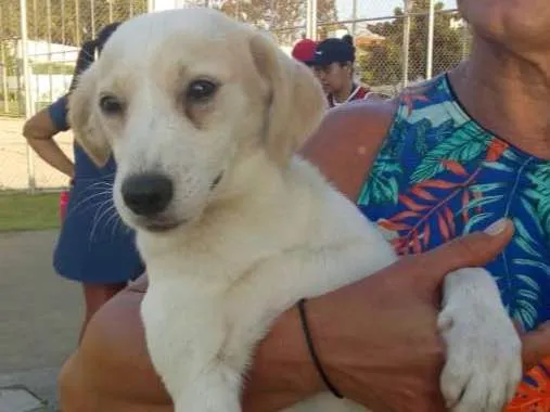 Cachorro ra a Indefinida idade 2 a 6 meses nome luna