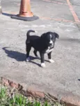 Cachorrinhos