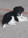Cachorrinhos