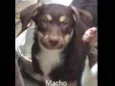 Nico