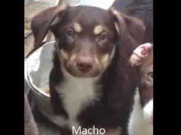 Cachorro ra a Sem raça definida idade 2 a 6 meses nome Nico