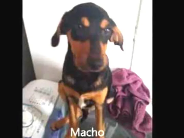 Cachorro ra a Sem raça definida idade 2 a 6 meses nome Boby