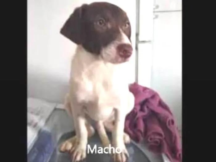 Cachorro ra a Sem raça definida idade 2 a 6 meses nome Dudu