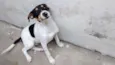 Kadu 