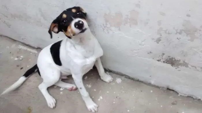Cachorro ra a Vira-lata  idade 3 anos nome Kadu 