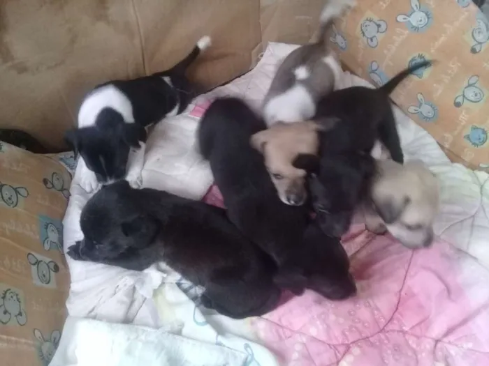 Cachorro ra a Labrador  idade Abaixo de 2 meses nome Amora e 4 filhotinho