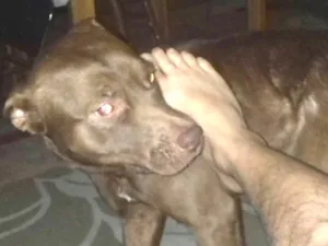 Cachorro raça Pitbull misturado com labrador idade 7 a 11 meses nome Shim