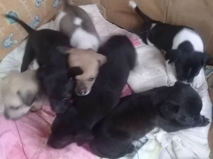 Cachorro ra a Labrador  idade Abaixo de 2 meses nome Amora e 4 filhotinho