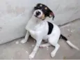 Kadu 