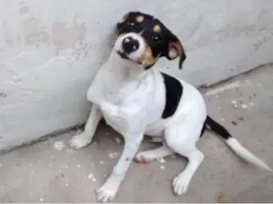 Cachorro raça Vira-lata  idade 3 anos nome Kadu 
