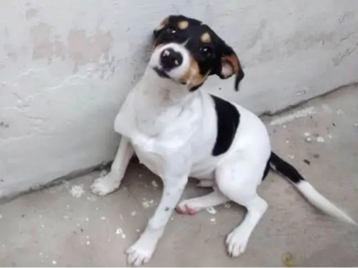 Cachorro ra a Vira-lata  idade 3 anos nome Kadu 
