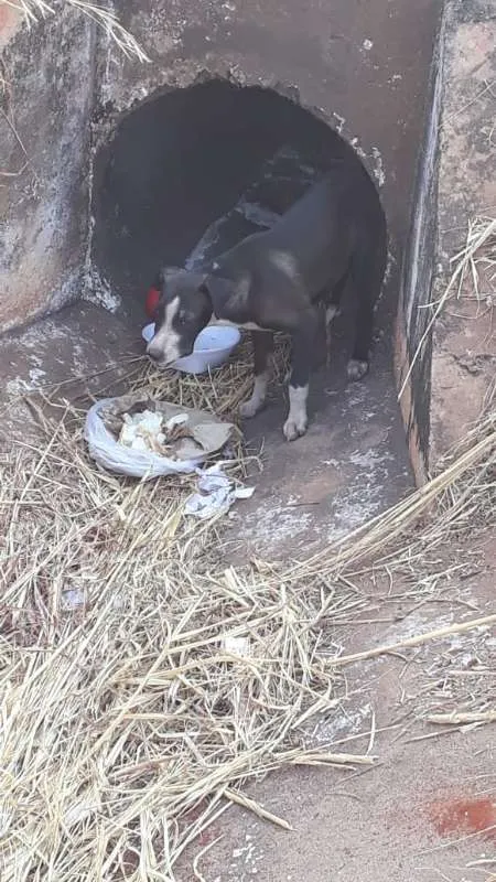 Cachorro ra a SRD idade 2 a 6 meses nome Preto 