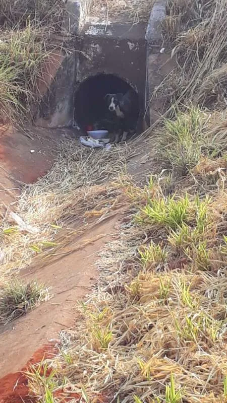Cachorro ra a SRD idade 2 a 6 meses nome Preto 